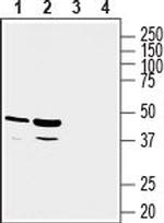 GPR81/HCAR1 Antibody in Western Blot (WB)