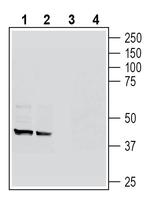 GPR109A/HCAR2 (extracellular) Antibody in Western Blot (WB)