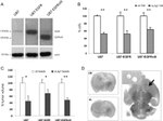 EGFR Antibody in Western Blot (WB)