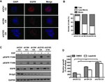 EGFR Antibody in Immunocytochemistry (ICC/IF)