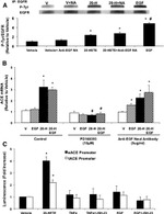 EGFR Antibody in Western Blot (WB)