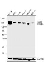 EGFR Antibody