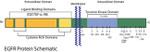 EGFR Antibody