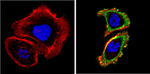 EGFR Antibody in Immunocytochemistry (ICC/IF)
