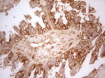 AHSA1 Antibody in Immunohistochemistry (Paraffin) (IHC (P))
