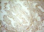 AHSA1 Antibody in Immunohistochemistry (Paraffin) (IHC (P))