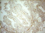 AHSA1 Antibody in Immunohistochemistry (Paraffin) (IHC (P))