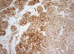 AHSA1 Antibody in Immunohistochemistry (Paraffin) (IHC (P))