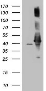 AHSA1 Antibody in Western Blot (WB)