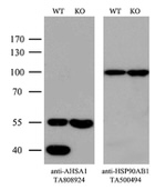 AHSA1 Antibody in Western Blot (WB)