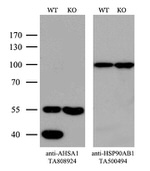 AHSA1 Antibody in Western Blot (WB)