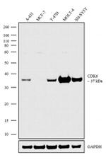 CDK6 Antibody in Western Blot (WB)