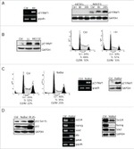 p21 Antibody in Western Blot (WB)