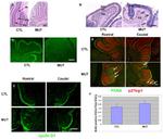 p27 Kip1 Antibody in Immunohistochemistry (Paraffin) (IHC (P))