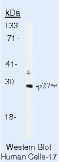p27 Kip1 Antibody in Western Blot (WB)
