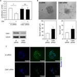 CDK5 Antibody in Western Blot (WB)