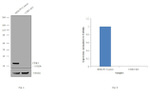CDK5 Antibody