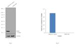 CDK5 Antibody in Western Blot (WB)
