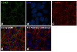 CDK5 Antibody in Immunocytochemistry (ICC/IF)