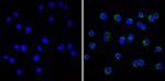 CDK5 Antibody in Immunocytochemistry (ICC/IF)