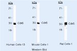 CDK5 Antibody in Western Blot (WB)