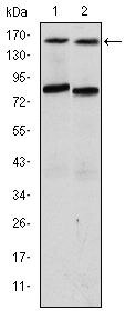 SRC3 Monoclonal Antibody (5H3)