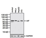 AIF Antibody in Western Blot (WB)