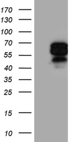 AIFM1 Antibody in Western Blot (WB)
