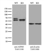 AIFM1 Antibody in Western Blot (WB)