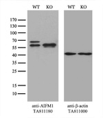 AIFM1 Antibody in Western Blot (WB)