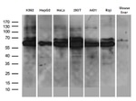 AIFM1 Antibody in Western Blot (WB)