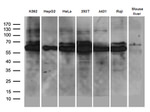 AIFM1 Antibody in Western Blot (WB)