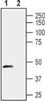 Stomatin-like Protein 1 (extracellular) Polyclonal Antibody