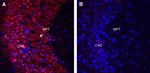 Gephyrin Antibody in Immunohistochemistry (Frozen) (IHC (F))
