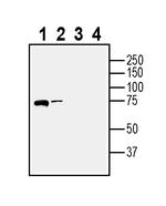Gephyrin Antibody in Western Blot (WB)