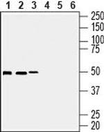 Septin-7 Polyclonal Antibody