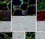 GFP Antibody in Immunohistochemistry (Frozen), Immunocytochemistry (IHC (F), ICC/IF)
