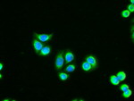 AK1 Antibody in Immunocytochemistry (ICC/IF)