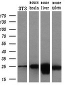 AK3 Antibody in Western Blot (WB)