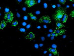 AK4 Antibody in Immunocytochemistry (ICC/IF)