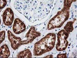 AK4 Antibody in Immunohistochemistry (Paraffin) (IHC (P))