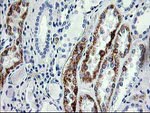 AK4 Antibody in Immunohistochemistry (Paraffin) (IHC (P))