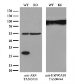 AK4 Antibody in Western Blot (WB)