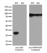 AK4 Antibody in Western Blot (WB)