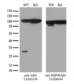 AK4 Antibody in Western Blot (WB)