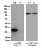AK4 Antibody in Western Blot (WB)