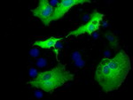 AK5 Antibody in Immunocytochemistry (ICC/IF)