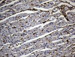 AKAP12 Antibody in Immunohistochemistry (Paraffin) (IHC (P))