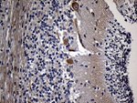 AKAP12 Antibody in Immunohistochemistry (Paraffin) (IHC (P))