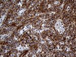 AKAP12 Antibody in Immunohistochemistry (Paraffin) (IHC (P))